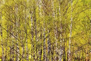 Birch branches covered with young bright foliage and illuminated by the sun in the spring. photo