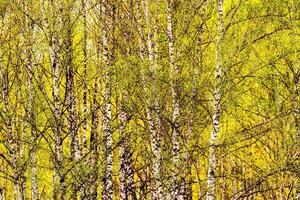Birch branches covered with young bright foliage and illuminated by the sun in the spring. photo