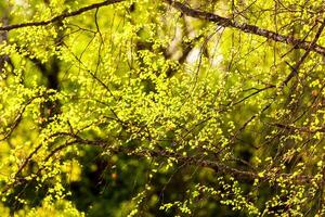Birch branches covered with young bright foliage and illuminated by the sun in the spring. photo