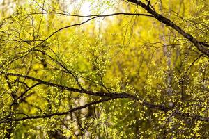Birch branches covered with young bright foliage and illuminated by the sun in the spring. photo