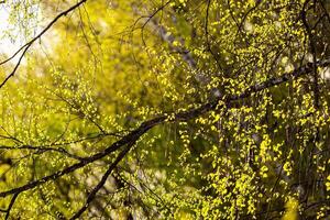 Birch branches covered with young bright foliage and illuminated by the sun in the spring. photo
