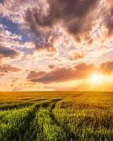Sunset or sunrise on a rye field with golden ears and a cloudy sky. photo