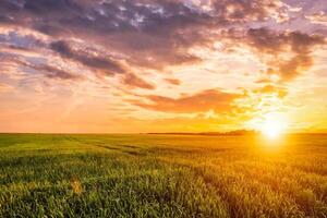 Sunset or sunrise on a rye field with golden ears and a cloudy sky. photo