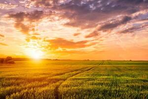 Sunset or sunrise on a rye field with golden ears and a cloudy sky. photo