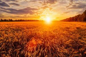 Sunset or sunrise on a rye field with golden ears and a cloudy sky. photo