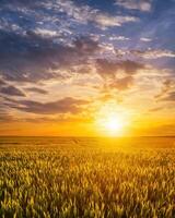 Sunset or sunrise on a wheat field with young green ears and a cloudy sky. photo