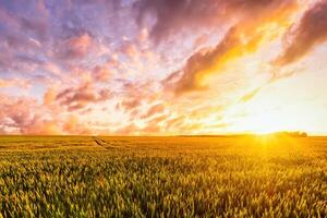 Sunset or sunrise on a wheat field with young green ears and a cloudy sky. photo