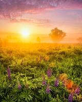 Sunrise on a field covered with flowering lupines in spring or early summer season with fog and cloudy sky. photo