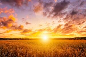 Sunset on the field with young rye or wheat in the summer with a cloudy sky background. photo