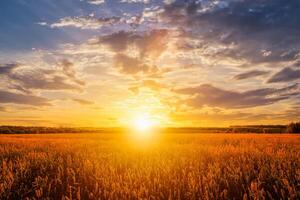 Sunset on the field with young rye or wheat in the summer with a cloudy sky background. photo