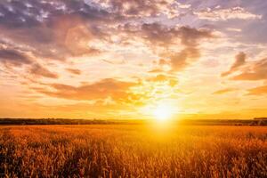 Sunset on the field with young rye or wheat in the summer with a cloudy sky background. photo