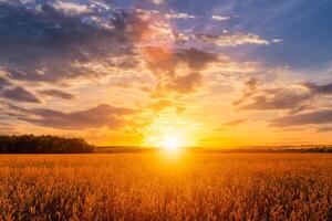 Sunset on the field with young rye or wheat in the summer with a cloudy sky background. photo