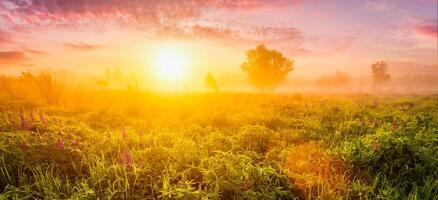 Sunrise on a field covered with flowering lupines in spring or early summer season with fog and cloudy sky. photo