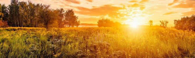 Sunrise on a field covered with wild flowers in summer season with fog and trees on a background in morning. photo