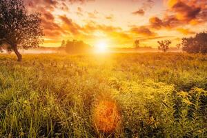 Sunrise on a field covered with wild flowers in summer season with fog and trees on a background in morning. photo