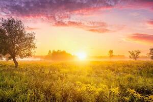 Sunrise on a field covered with wild flowers in summer season with fog and trees on a background in morning. photo
