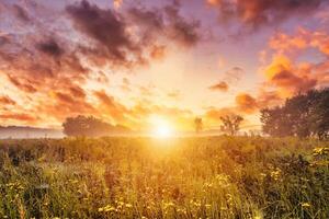 Sunrise on a field covered with wild flowers in summer season with fog and trees on a background in morning. photo