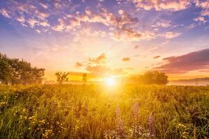 Sunrise on a field covered with wild flowers in summer season with fog and trees on a background in morning. photo