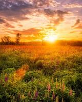 Sunset or sunrise on a field covered with flowering lupines in spring season with fog and cloudy sky. photo