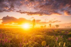 Sunrise on a field covered with flowering lupines in spring or early summer season with fog and cloudy sky. photo