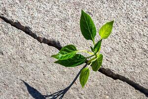 A sprout with leaves growing from a crack. The concept of growth, development, overcoming difficulties and beginning. photo