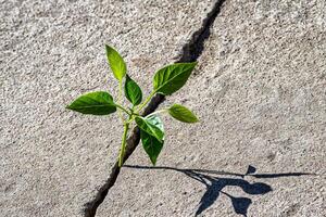 A sprout with leaves growing from a crack. The concept of growth, development, overcoming difficulties and beginning. photo