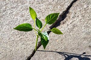 A sprout with leaves growing from a crack. The concept of growth, development, overcoming difficulties and beginning. photo