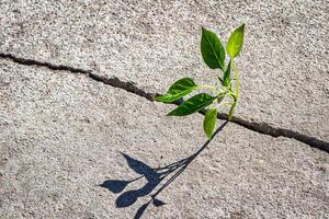 A sprout with leaves growing from a crack. The concept of growth, development, overcoming difficulties and beginning. photo