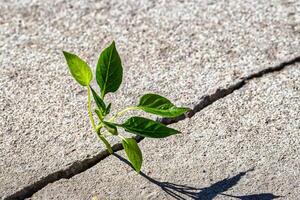 A sprout with leaves growing from a crack. The concept of growth, development, overcoming difficulties and beginning. photo
