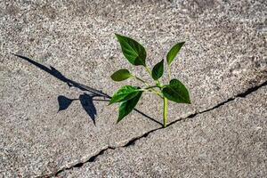 A sprout with leaves growing from a crack. The concept of growth, development, overcoming difficulties and beginning. photo