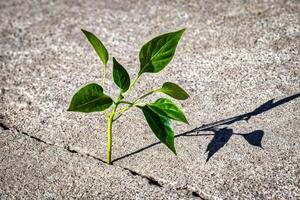 A sprout with leaves growing from a crack. The concept of growth, development, overcoming difficulties and beginning. photo