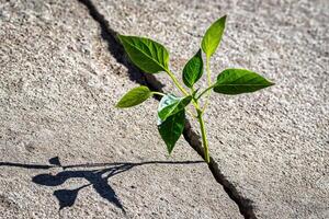 A sprout with leaves growing from a crack. The concept of growth, development, overcoming difficulties and beginning. photo