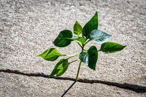 A sprout with leaves growing from a crack. The concept of growth, development, overcoming difficulties and beginning. photo