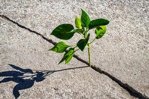 A sprout with leaves growing from a crack. The concept of growth, development, overcoming difficulties and beginning. photo