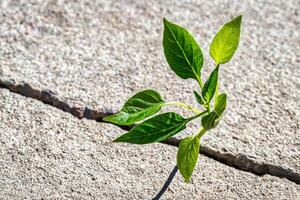 A sprout with leaves growing from a crack. The concept of growth, development, overcoming difficulties and beginning. photo