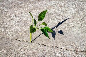 A sprout with leaves growing from a crack. The concept of growth, development, overcoming difficulties and beginning. photo
