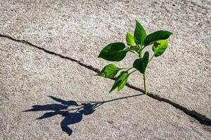 A sprout with leaves growing from a crack. The concept of growth, development, overcoming difficulties and beginning. photo