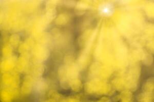 Blurred bokeh background image of bright yellow foliage and sunbeams in autumn. photo
