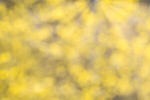 Blurred bokeh background image of bright yellow foliage and sunbeams in autumn. photo