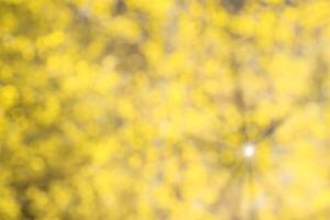 Blurred bokeh background image of bright yellow foliage and sunbeams in autumn. photo