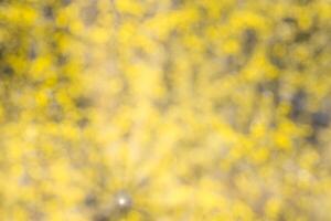Blurred bokeh background image of bright yellow foliage and sunbeams in autumn. photo