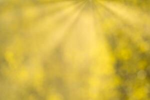 Blurred bokeh background image of bright yellow foliage and sunbeams in autumn. photo