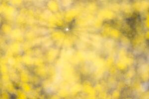 Blurred bokeh background image of bright yellow foliage and sunbeams in autumn. photo