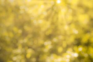 Blurred bokeh background image of bright yellow foliage and sunbeams in autumn. photo