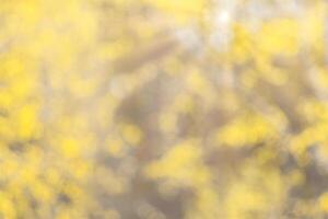 Blurred bokeh background image of bright yellow foliage and sunbeams in autumn. photo