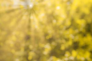 Blurred bokeh background image of bright yellow foliage and sunbeams in autumn. photo