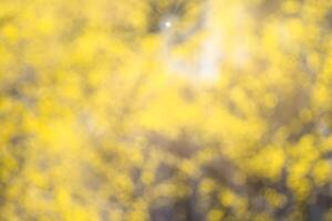 Blurred bokeh background image of bright yellow foliage and sunbeams in autumn. photo