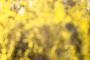Blurred bokeh background image of bright yellow foliage and sunbeams in autumn. photo
