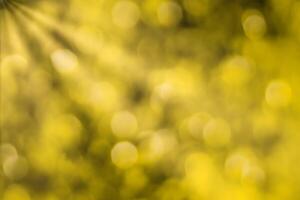 Blurred bokeh background image of bright yellow foliage and sunbeams in autumn. photo