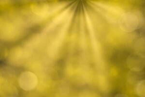 Blurred bokeh background image of bright yellow foliage and sunbeams in autumn. photo